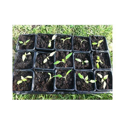 Seedling Nursery Chilli Plant