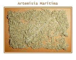 Artemisia Mritima Seed