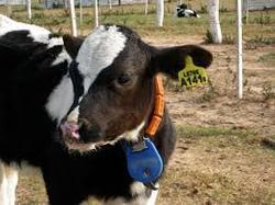 Cow Identification Ear Tags