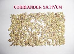 Fresh And Hygienic Coriander