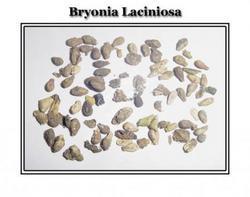 Fresh Bryonia Laciniosa Seeds