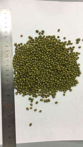 Fresh Green Mung Beans