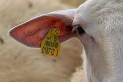 Goat Identification Ear Tags