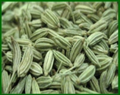 Fennel Seed