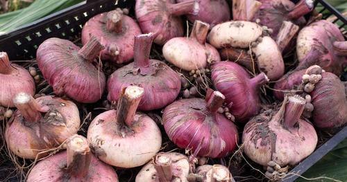 Gladiolus Bulbs Flowers