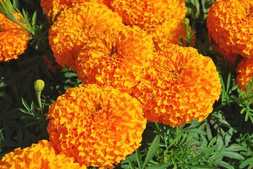 Marigold Flowers - Bright Large African and Compact French Varieties | Cheerful, Hardy, Easy to Grow