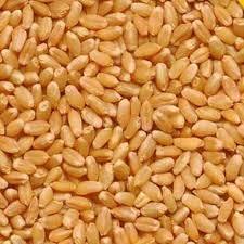 Premium Quality Wheat Grains