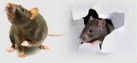 High Class Rodent Control Service By Rajasthan Control Services Pvt. Ltd.