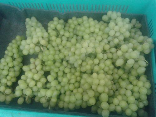 Highly Nutritious Grapes Fruit