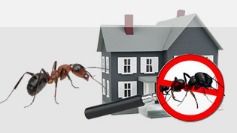 Indoor Ant Control Service By Rajasthan Control Services Pvt. Ltd.