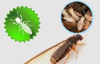 Premium Quality Termites Control Service By Rajasthan Control Services Pvt. Ltd.