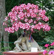 Adenium Flowering Beautiful Plant