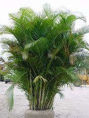 Areca Palms (Dypsis Lutescens)