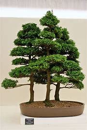 Cypress Bonsai Garden Trees