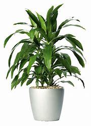 Dracaena Plants (120 Species Of Trees)