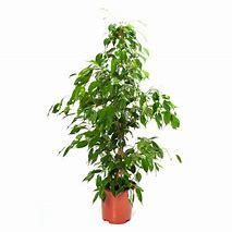 Ficus Benjamina Barok Plant
