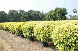 Ficus Panda Garden Plant