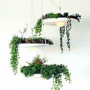 Hanging Garden Flower Plants