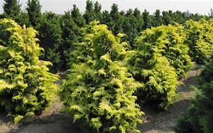 Indian Golden Cypress Plant