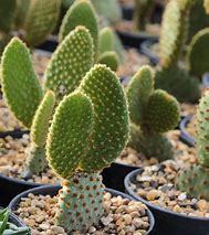 Natural Indoor Cacti Plants