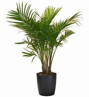 Palm Trees For Garden