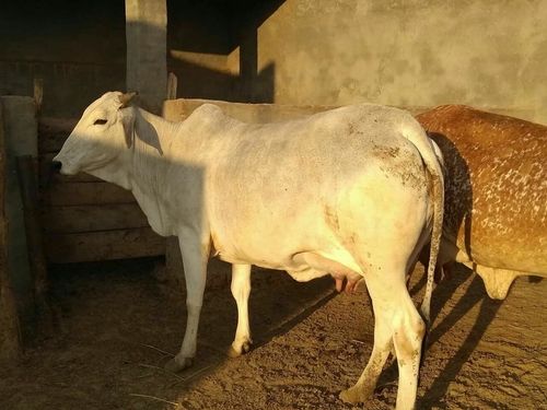 High Breed Desi Cow
