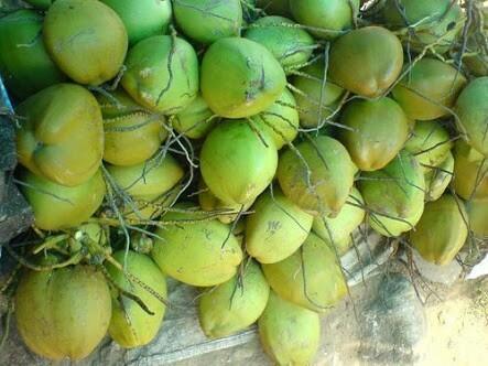 Dried Top Great Quality Green Coconut