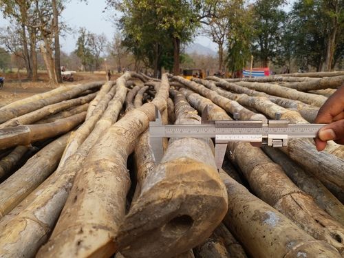 Green To Yellow Bamboo Poles (Dendrocalamus Strictus)