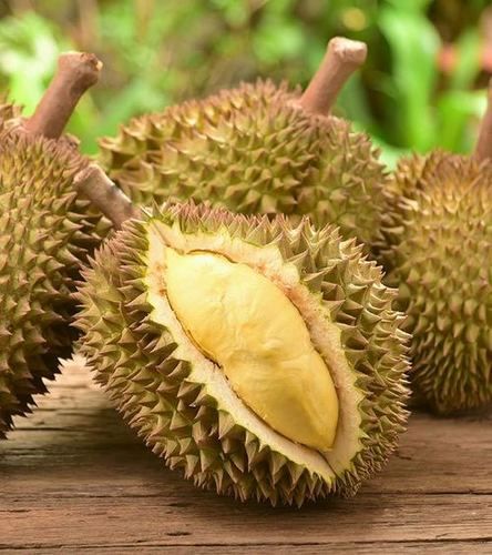 Fresh and Healthy Durian Fruit