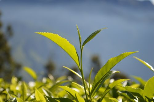 Black Pesticide Free Kolukkumalai Tea