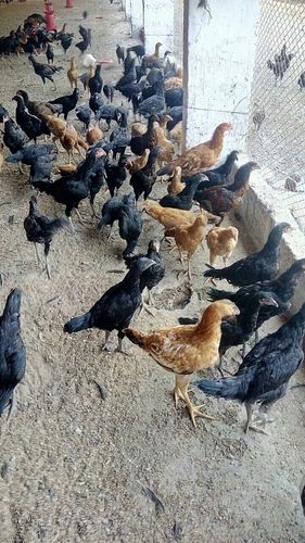 Country Chicken (Natu Kodi)