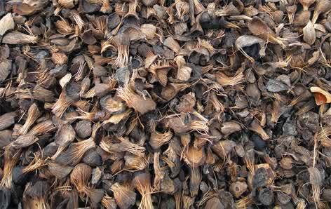 Natural Palm Kernel Shell