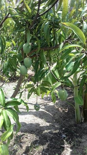 Ratnagiri Mangoes Suppliers, Ratnagiri Aam Exporters, Manufacturers