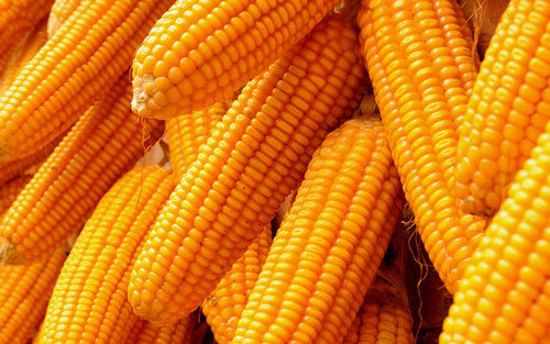 Fresh Yellow Maize Seeds