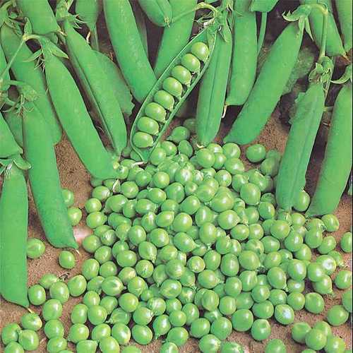 Hybrid Garden Pea Seeds