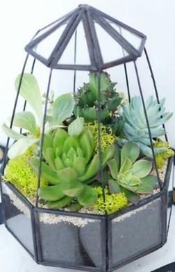 Open Dome Terrarium Planter