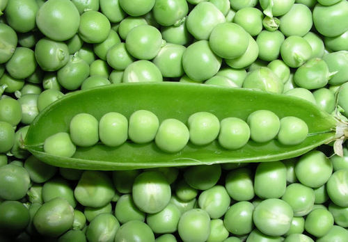 Fresh And Healthy Green Peas