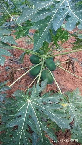 Light Yellowish Green Fresh And Healthy Papaya