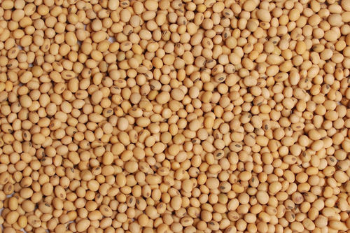 Good Quality Healthy Soybean