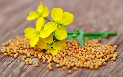 Reliable Yellow Mustard Seeds