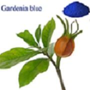 Fine Grade Gardenia Blue Powder