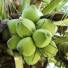 Fresh Coconut For Health