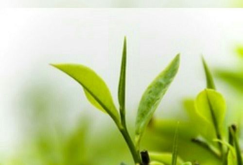 Herbal Slimming Green Tea