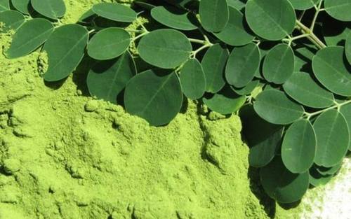 Organic Moringa Leaf Powder