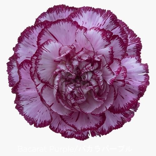 Attractive and Beautiful Carnation Flower
