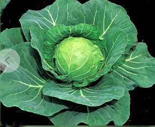 Fresh And Low Price Cabbage