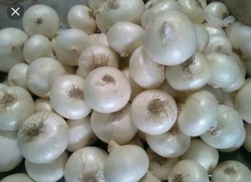 Fresh Pure White Onion Application: For Sealing Grit