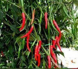 Quality Approved Green And Red Chilli