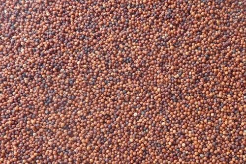 Finger (Ragi) Millet