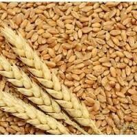 High Quality And Impurities Free Wheat